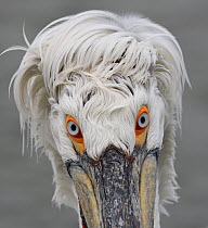 RF- Dalmatian pelican (Pelecanus crispus) portrait, in breeding plumage, Lake Kerkini, Greece, February. (This image may be licensed either as rights managed or royalty free.)