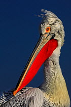 RF- Dalmatian pelican (Pelecanus crispus) portrait, in breeding plumage, Lake Kerkini, Greece, January. (This image may be licensed either as rights managed or royalty free.)