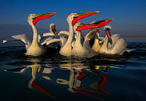 RF- Dalmatian pelican (Pelecanus crispus) group on lake, in breeding plumage, Lake Kerkini, Greece, January. (This image may be licensed either as rights managed or royalty free.)