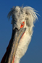 RF- Dalmatian pelican (Pelecanus crispus) portrait, in breeding plumage Lake Kerkini, Greece, January. (This image may be licensed either as rights managed or royalty free.)