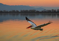 RF- Dalmatian pelican (Pelecanus crispus) flying at sunset, Lake Kerkini, Greece, January. (This image may be licensed either as rights managed or royalty free.)