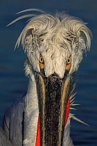 RF- Dalmatian pelican (Pelecanus crispus) portrait, in breeding plumage, Lake Kerkini, Greece, January. (This image may be licensed either as rights managed or royalty free.)
