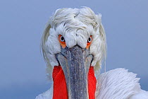 RF- Dalmatian pelican (Pelecanus crispus) portrait, in breeding plumage Lake Kerkini, Greece, February. (This image may be licensed either as rights managed or royalty free.)