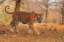 RF- Bengal tiger (Panthera tigris) male on patrol, Ranthambhore, India, Endangered species. (This image may be licensed either as rights managed or royalty free.)