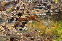 RF- Bengal tiger (Panthera tigris) juvenile 'T60' jumping over waterhole, Ranthambhore, India, Endangered species. (This image may be licensed either as rights managed or royalty free.)