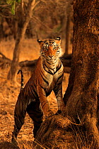 Bengal tiger (Panthera tigris) male 'T91 - Cowboy' at base of tree, Ranthambhore, India, Endangered species.