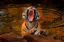 Bengal tiger (Panthera tigris) female 'Noor' in waterhole yawning, Ranthambhore, India, Endangered species.