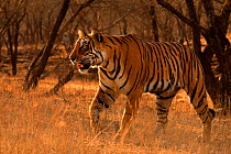 Bengal tiger (Panthera tigris) female 'Arrow-head' on patrol, Ranthambhore, India, Endangered species.