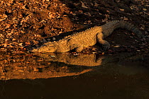 Mugger crocodile (Crocodylus palustris) at water's edge at sunset, Ranthambhore, India.