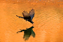 Black drongo (Dicrurus macrocercus) flying low over water to drink, Ranthambhore, India.