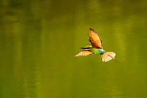 Green bee-eater (Merops orientalis) flying, Ranthambhore, India.