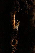Collared scops owl (Otus lettia) in nest tree, Ranthambhore, India.