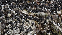 Showreel of a mixed colony of Common guillemots (Uria aalge), Razorbills (Alca torda) and Kittiwakes (Rissa tridactyla) nesting on a sea cliff, Fowlsheugh RSPB Reserve, Aberdeenshire, Scotland, UK, Ma...