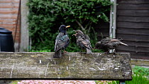 Showreel of Common starlings (Sturnus vulgaris) feeding fledged chicks in garden, Greater Manchester, England, UK, May. Material by Terry Whittaker.