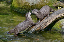 Two Asian short-clawed otters (Aonyx cinerea) play-fighting, captive at Cornish Seal Sanctuary, Cornwall, UK, April.