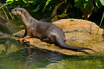 Smooth otter (Lutrogale perspicillata) captive, occurs in South East Asia.