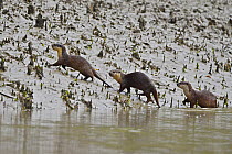 Small-clawed otters (Aonyx cinerea) three on riverbank, Sundarbans East Wildlife Sanctuary, Bangladesh