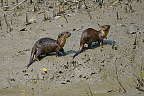 Small-clawed otter (Aonyx cinerea) two on riverbank, Sundarbans East Wildlife Sanctuary, Bangladesh