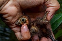 Hoatzin (Opisthocomus hoazin) chick in the hand, showing claw on the wing. The claws are a vestigial feature which is lost by adulthood. Rio Yavari, Peru