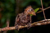 Hoatzin (Opisthocomus hoazin) chick perched on branch showing claws on wings. The claws are a vestigial feature which is lost by adulthood. Rio Yavari, Peru (non-ex)