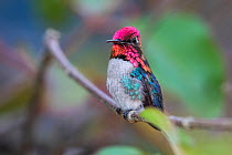 Bee hummingbird (Mellisuga helenae) male,  the world's smallest bird, endemic to Cuba. Cienaga de Zapata National Park, Cuba