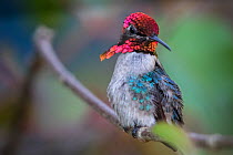 Bee hummingbird (Mellisuga helenae) male,  the world's smallest bird, endemic to Cuba. Cienaga de Zapata National Park, Cuba
