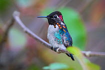 Bee hummingbird (Mellisuga helenae) male, also known as zunzuncito or Helena Hummingbird.  The Bee Hummingbird is the world's smallest bird, endemic to Cuba.  Location:   Cinaga de Zapata National Pa...