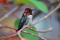 Bee hummingbird (Mellisuga helenae) male, the world's smallest bird, endemic to Cuba.  Cienaga de Zapata National Park, Cuba