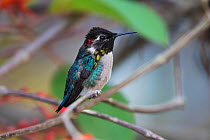 Bee hummingbird (Mellisuga helenae) male, the world's smallest bird, endemic to Cuba.  Cienaga de Zapata National Park, Cuba