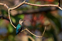 Bee hummingbird (Mellisuga helenae) female, the world's smallest bird, endemic to Cuba.  Cienaga de Zapata National Park, Cuba