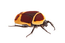 Sun beetle (Pachnoda marginata peregrina) photographed on a white background. Captive, originating from west and central Africa.