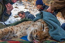 Scientists with anaesthetized Eurasian lynx (Lynx lynx) caught as part of translocation and reintroduction project, Switzerland, March.