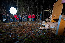 Release of Eurasian lynx (Lynx lynx) at night, translocated from Switzerland to Kalkalpen National Park, Austria.  December 2011.