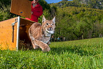 European lynx (Lynx lynx) released from crate during translocation from Switerland to Kalkalpen National Park, Austria. May 2011