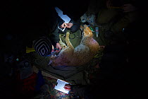 Scientists from KORA examining sedated wild Eurasian lynx (Lynx lynx) at night, captured to translocate to Austria. Switzerland, March.