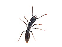 Predatory ant queen (Pachycondyla sp.) Sorocaba, Sao Paulo, Brazil. Meetyourneighbours.net project.