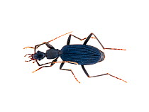 Predatory darkling beetle (Carabidae) Sorocaba, Sao Paulo, Brazil. Meetyourneighbours.net project.