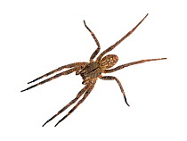 Brazilian wandering spider (Phoneutria nigriventer) Tapirai, Sao Paulo, Brazil. Atlantic forest. Meetyourneighbours.net project.