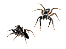 Jumping spider (Salticidae) Tapirai, Sao Paulo, Brazil, Atlantic forest. Composite image Meetyourneighbours.net project.