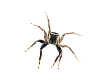 Jumping spider (Salticidae) Tapirai, Sao Paulo, Brazil. Atlantic forest.  November. Meetyourneighbours.net project.