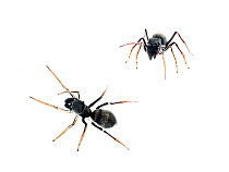 Ant mimicking jumping spider (Myrmarachne sp.) Sao Lourenco, Minas Gerais, Brazil. Composite image Meetyourneighbours.net project.