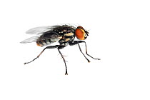 Flesh fly (Sarcophagidae) Sorocaba, Sao Paulo, Brazil. Meetyourneighbours.net project.