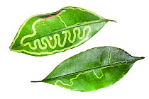 Leaf mining larvae patterns on leaves, Piedade, Sao Paulo, Brazil Atlantic forest. Meetyourneighbours.net project.