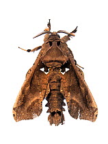 Cossid moth (Langsdorfia franckii) Tapirai, Sao Paulo, Brazil. Atlantic forest. Meetyourneighbours.net project.