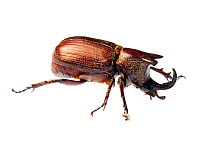 Scarab beetle (possibly Coelosis sp.) Tapirai, Sao Paulo, Brazil, Atlantic forest.  Meetyourneighbours.net project.