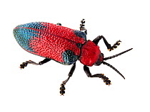 Red chrysomelid beetle (Coraliomela sp.) Sorocaba, Sao Paulo, Brazil. Meetyourneighbours.net project.