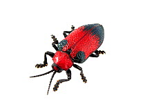 Red chrysomelid beetle (Coraliomela sp.) Sorocaba, Sao Paulo, Brazil. Meetyourneighbours.net project.