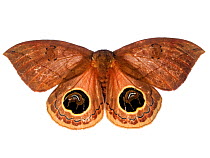 Saturniid moth (Automeris or Pseudoautomeris sp) moth with false eyes display, Tapirai, Sao Paulo, Brazil. Atlantic forest. Meetyourneighbours.net project.