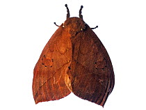 Saturnid moth (Automeris or Pseudoautomeris sp) Tapirai, Sao Paulo, Brazil. Atlantic forest. Meetyourneighbours.net project.