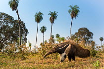 Giant anteater (Myrmecophaga tridactyla) foraging in palm savannah grasslands. Southern Pantanal, Moto Grosso do Sul State, Brazil. September.